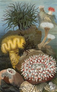 Zeeanemonen